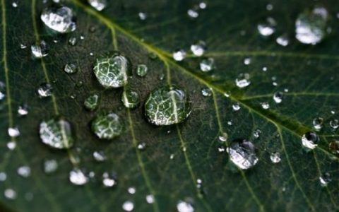 雨水节气的含义是什么意思，有哪些时令美食？