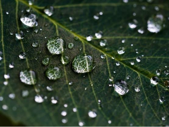 雨水节气的含义是什么意思，有哪些时令美食？