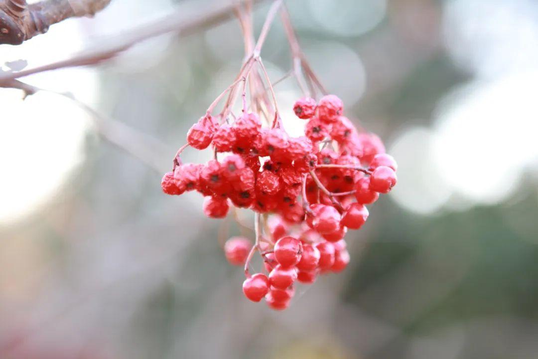 霜降节气的特点和风俗有哪些？