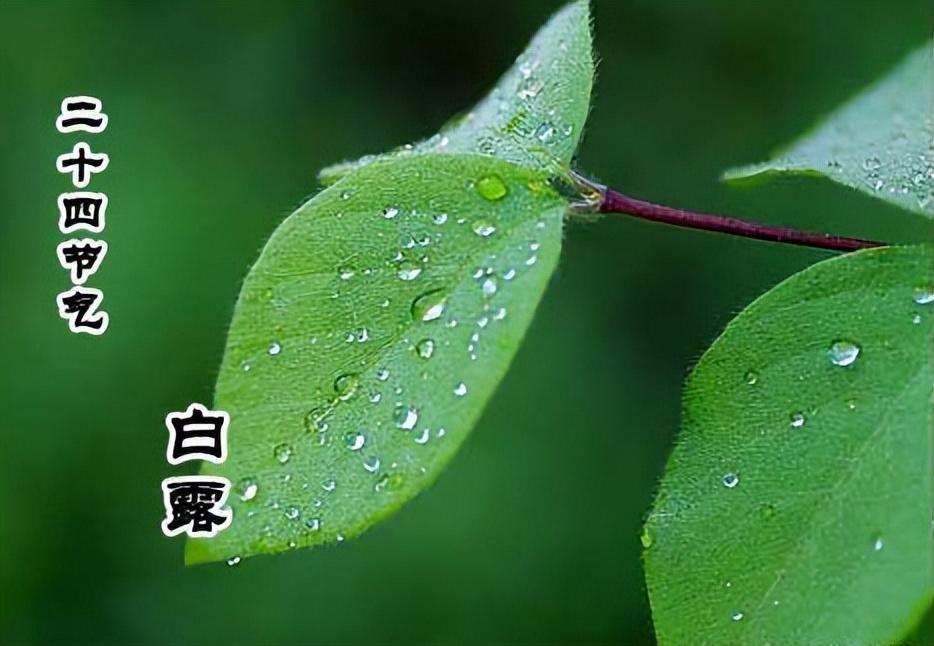 白露节气的含义是什么意思（白露节气的特点和风俗）