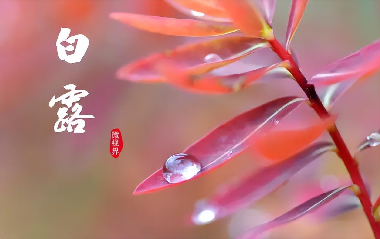 白露节气的含义是什么意思（白露节气的特点和风俗）