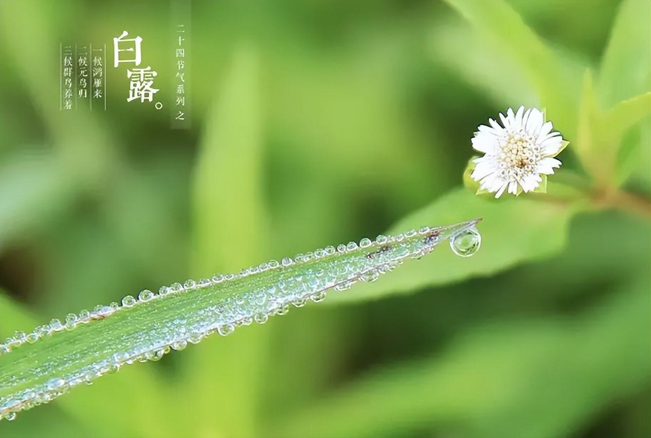 白露节气的含义是什么意思（白露节气的特点和风俗）