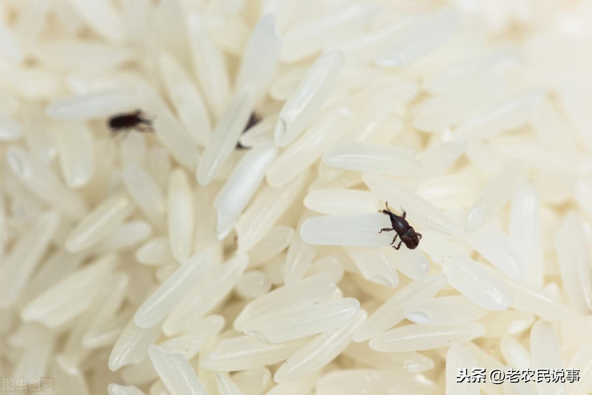 小雪雨淋头,瓮里米生虫是什么意思?