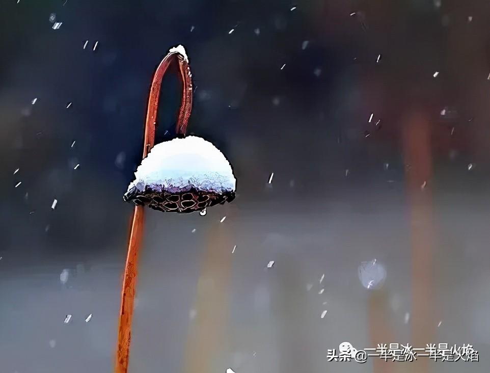 小雪节气心情随笔散文