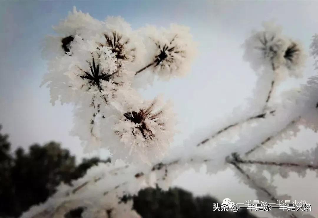 小雪节气心情随笔散文