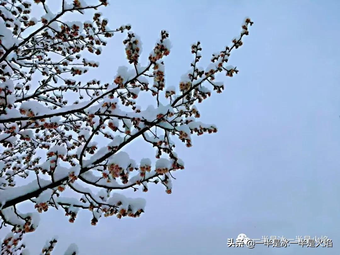 小雪节气心情随笔散文