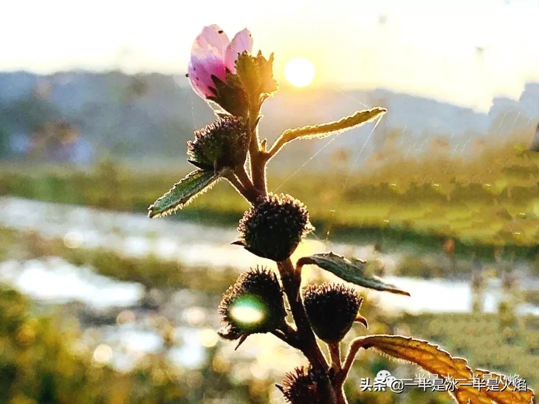 小雪节气心情随笔散文