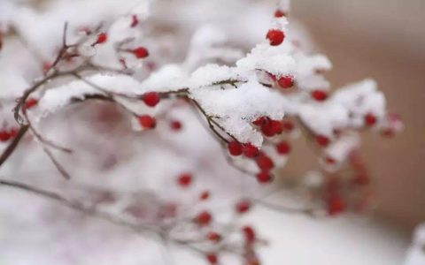 大雪节气习俗有哪些（24节气大雪节气有啥讲究）