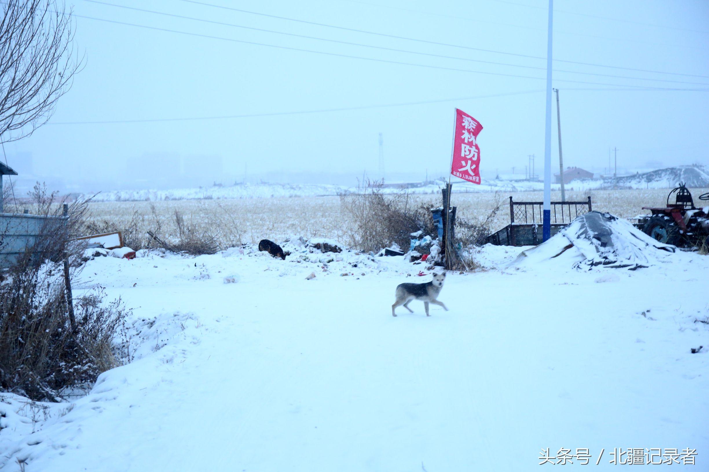 东北小屯子被白雪覆盖，宅基地有半晌地大，车子披棉被，街道空空