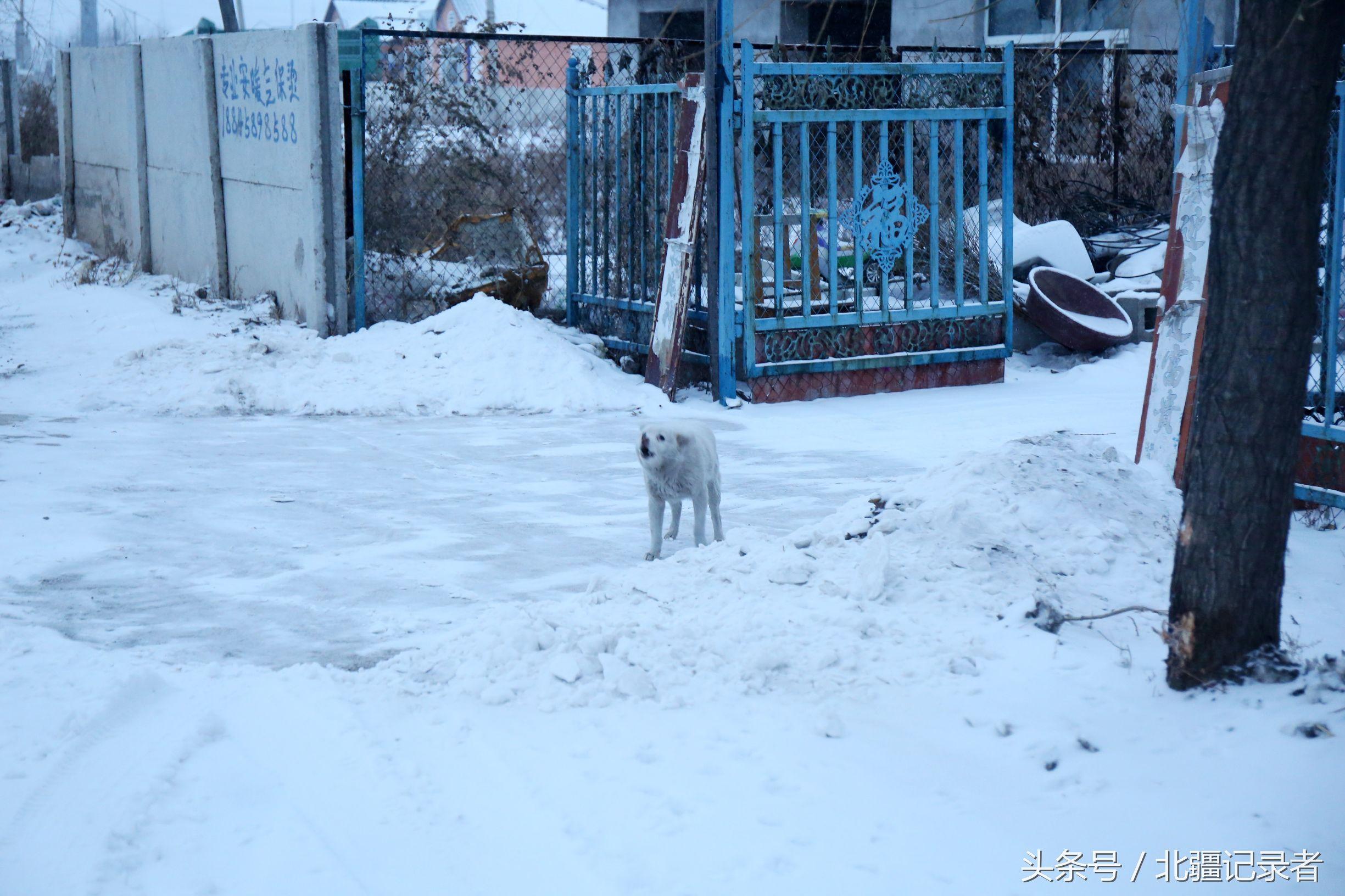 东北小屯子被白雪覆盖，宅基地有半晌地大，车子披棉被，街道空空