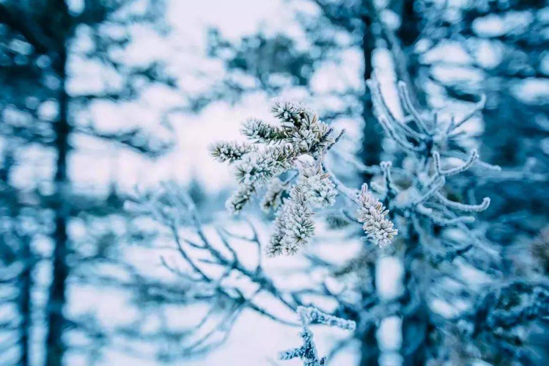 关于小雪节气的古诗30首（二十四节气小雪的诗句）