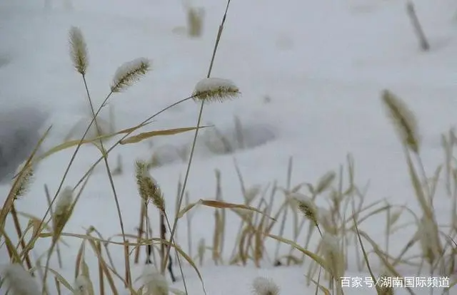 节气小雪的英语怎么写的？