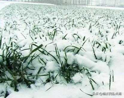 大雪节气下雪好还是不下雪好？