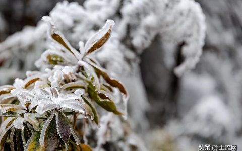 大雪节气不下雪有什说法吗，预示着今年什么天气？