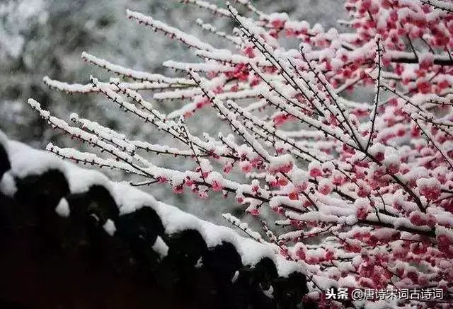 有雪的诗句飞花令（有雪的经典诗句有哪些）