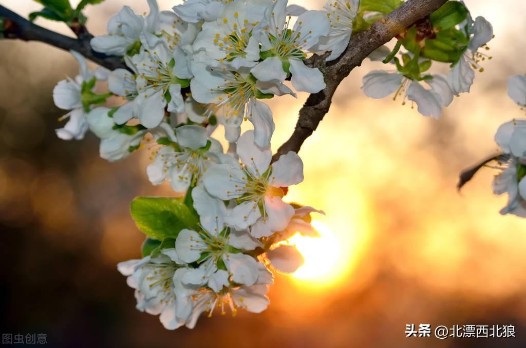 朝花夕拾读后感，一边怀想，一边遗忘