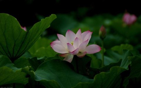 小池古诗（短短4句写尽初夏之美）