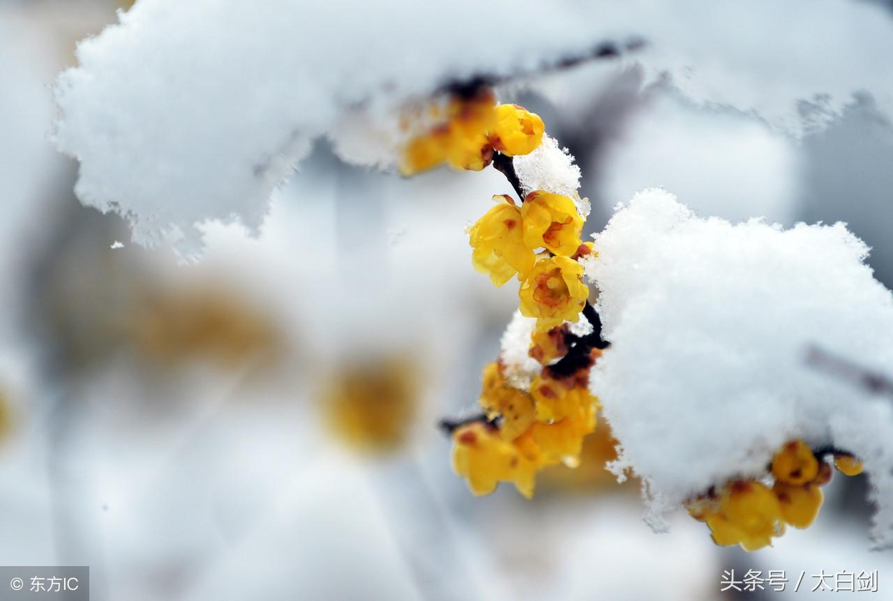 描写雪的诗句10首，雪景诗句，美到极致