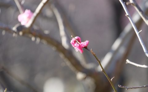 熬一熬花就开了满分作文600字左右初中优秀范文