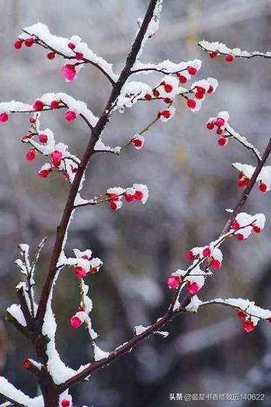 咏雪的名句100句，带你领略最美冬天！