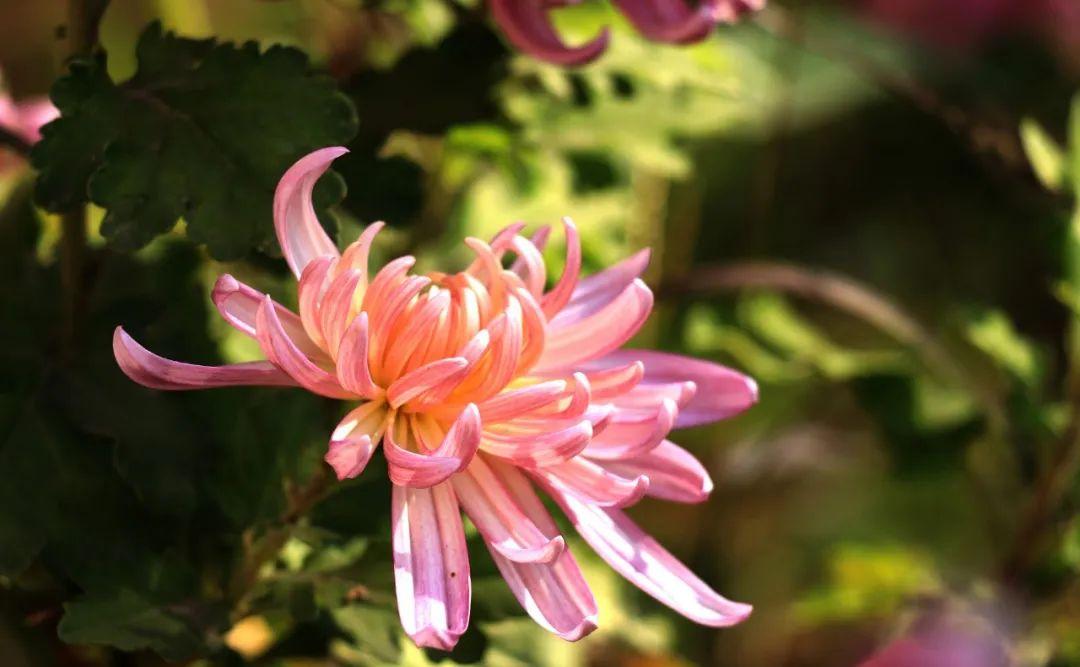 关于菊花的诗句10首，赏菊味更浓