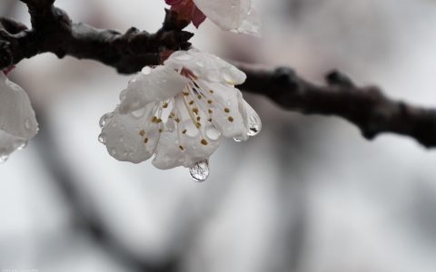 雨中漫步作文800字（愿，欢乐长驻）