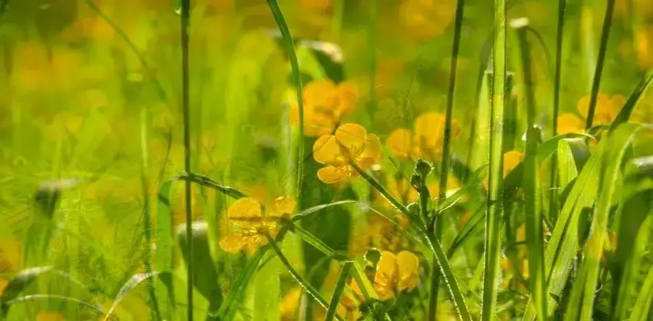 形容春暖花开的句子25句，春有约，花不误