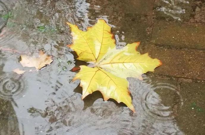 秋雨散文（秋雨绵绵，轻抚那份忧伤）