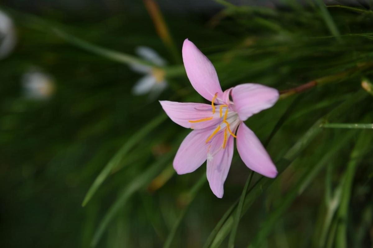 关于花的文章（美文 | 三种花）