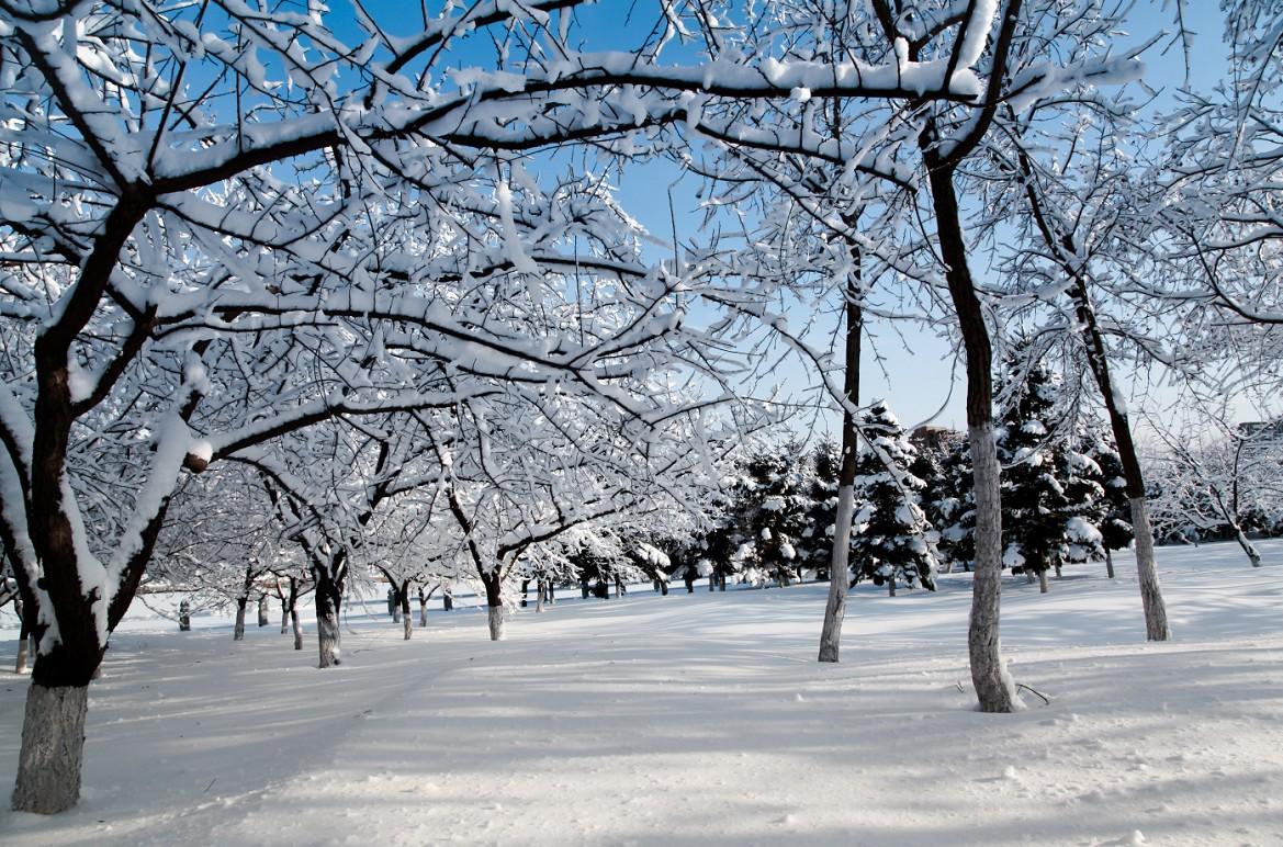 关于雪的句子40句，最美不过下雪天