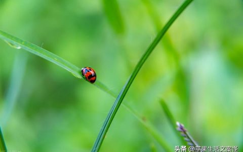 立春简短文案20句，立是开始，春是希望