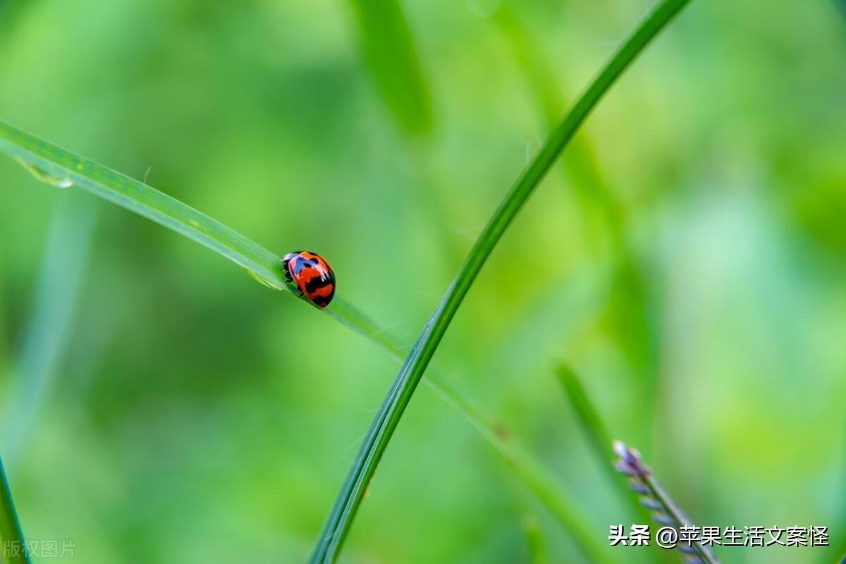 立春简短文案20句，立是开始，春是希望