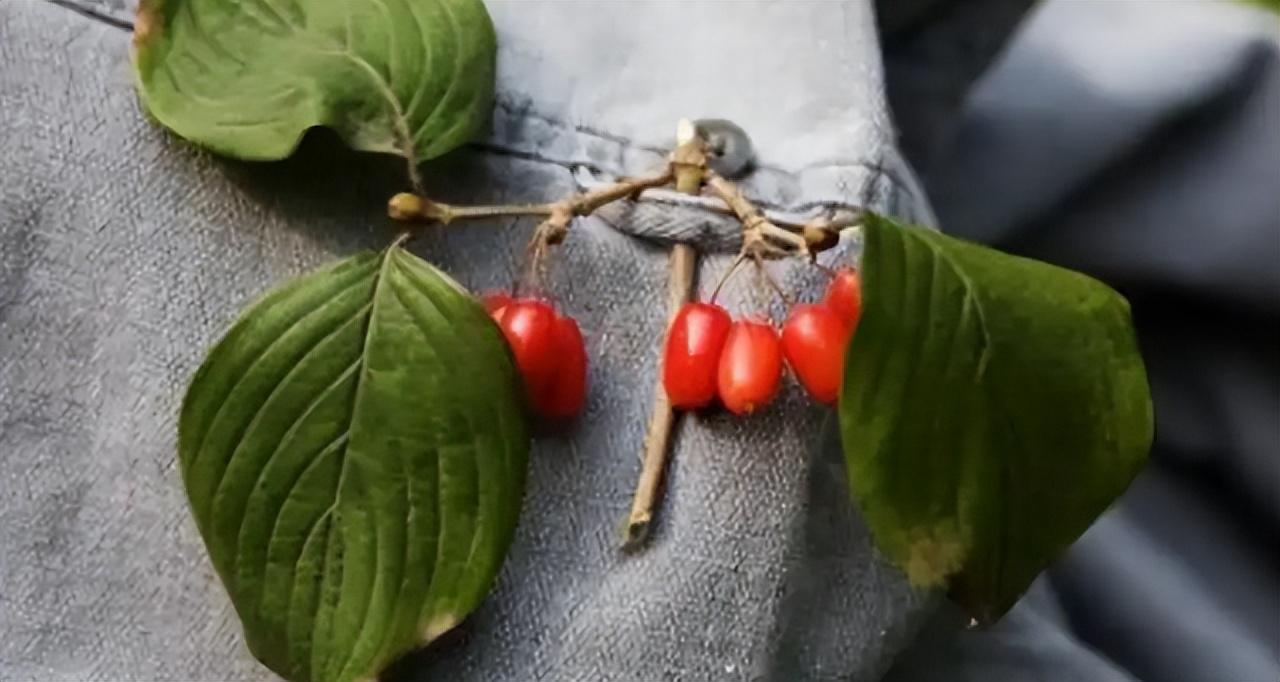 重阳节的来历简介（重阳节的来历传说和风俗的简短介绍）