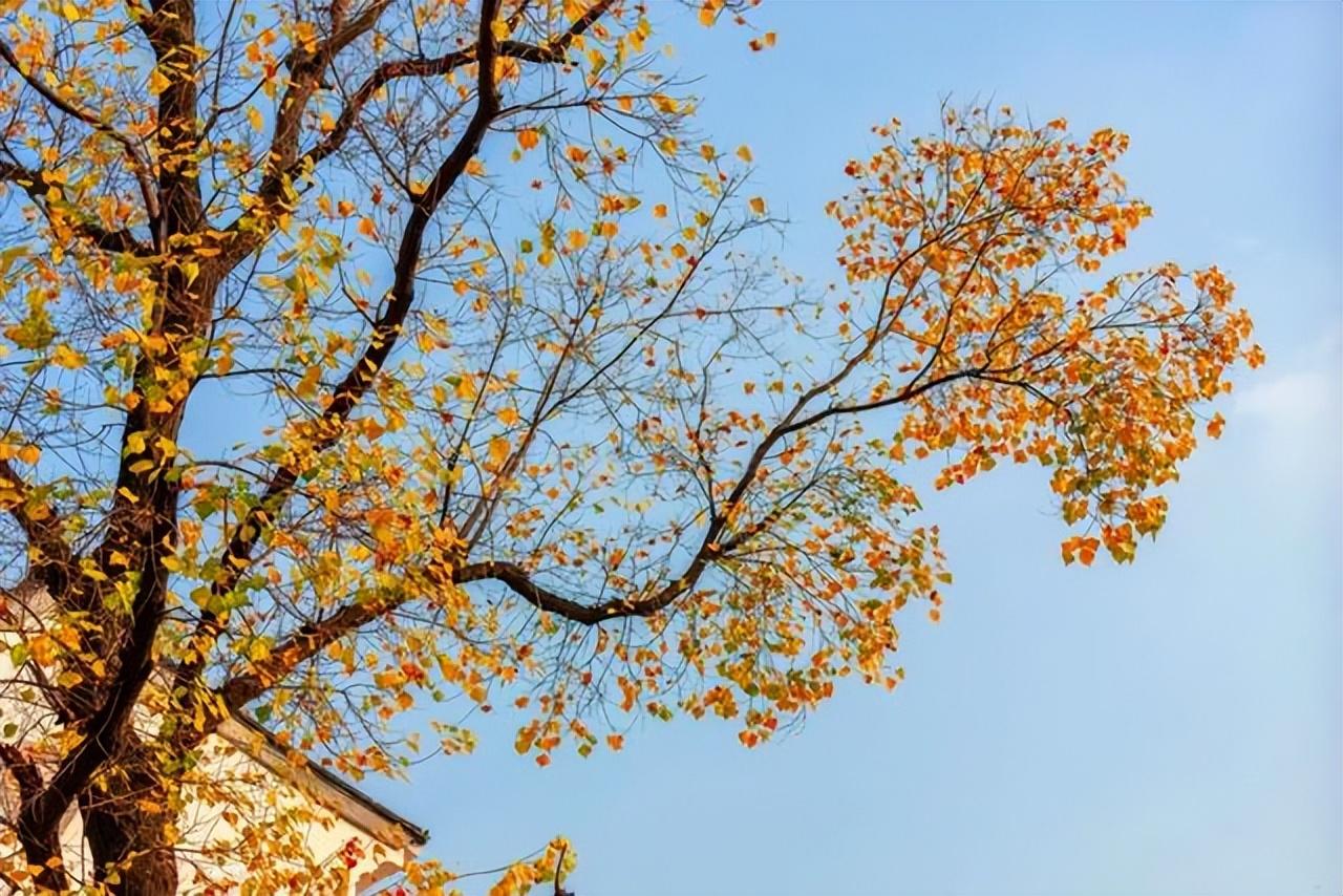 重阳节的来历简介（重阳节的来历传说和风俗的简短介绍）