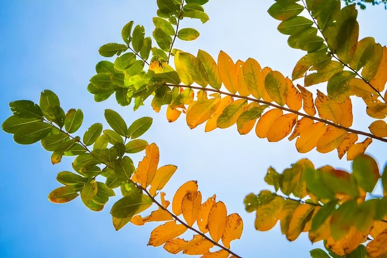 重阳节的来历简介（重阳节的来历传说和风俗的简短介绍）