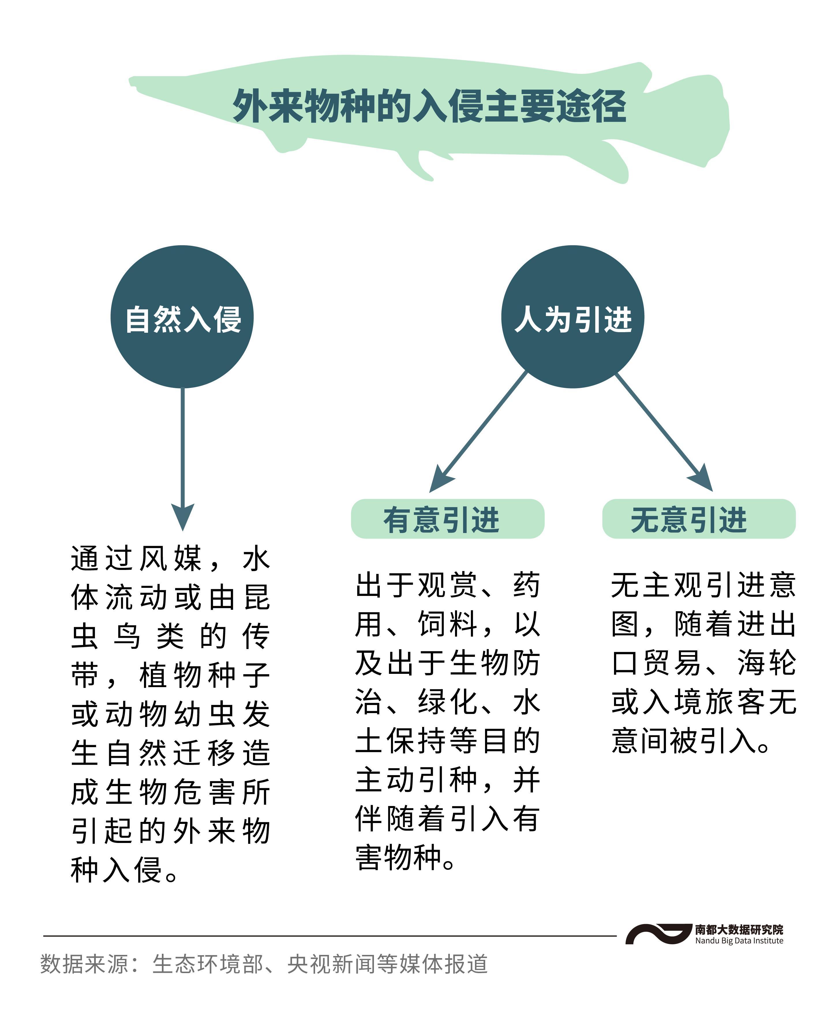 鳄雀鳝的资料简介（鳄雀鳝能吃吗，危害有哪些）