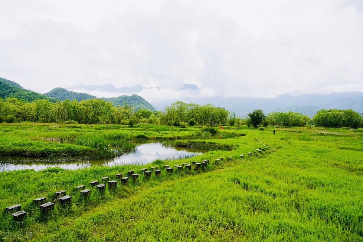 什么是湿地,湿地的含义和作用是什么？