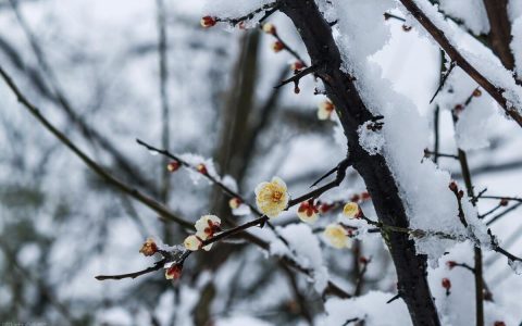 陆天明大雪无痕小说简介和评价（大雪无痕故事梗概）