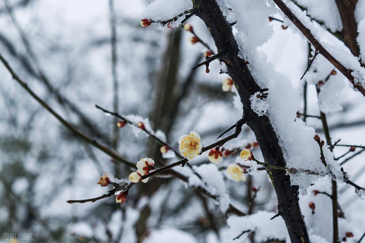 陆天明大雪无痕小说简介和评价（大雪无痕故事梗概）