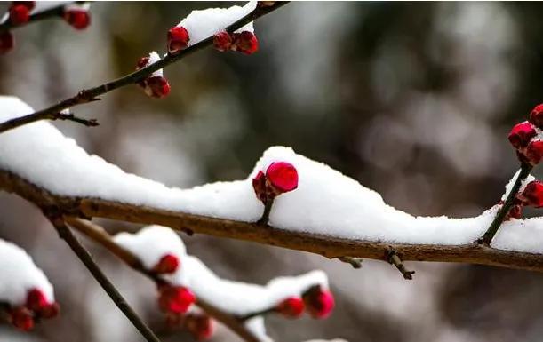 描写雪不带雪的成语有哪些词语？写雪不见雪的诗词大全