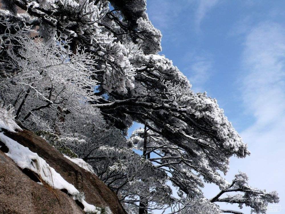 大雪压青松青松挺且直什么意思？青松全诗和象征意义是什么？