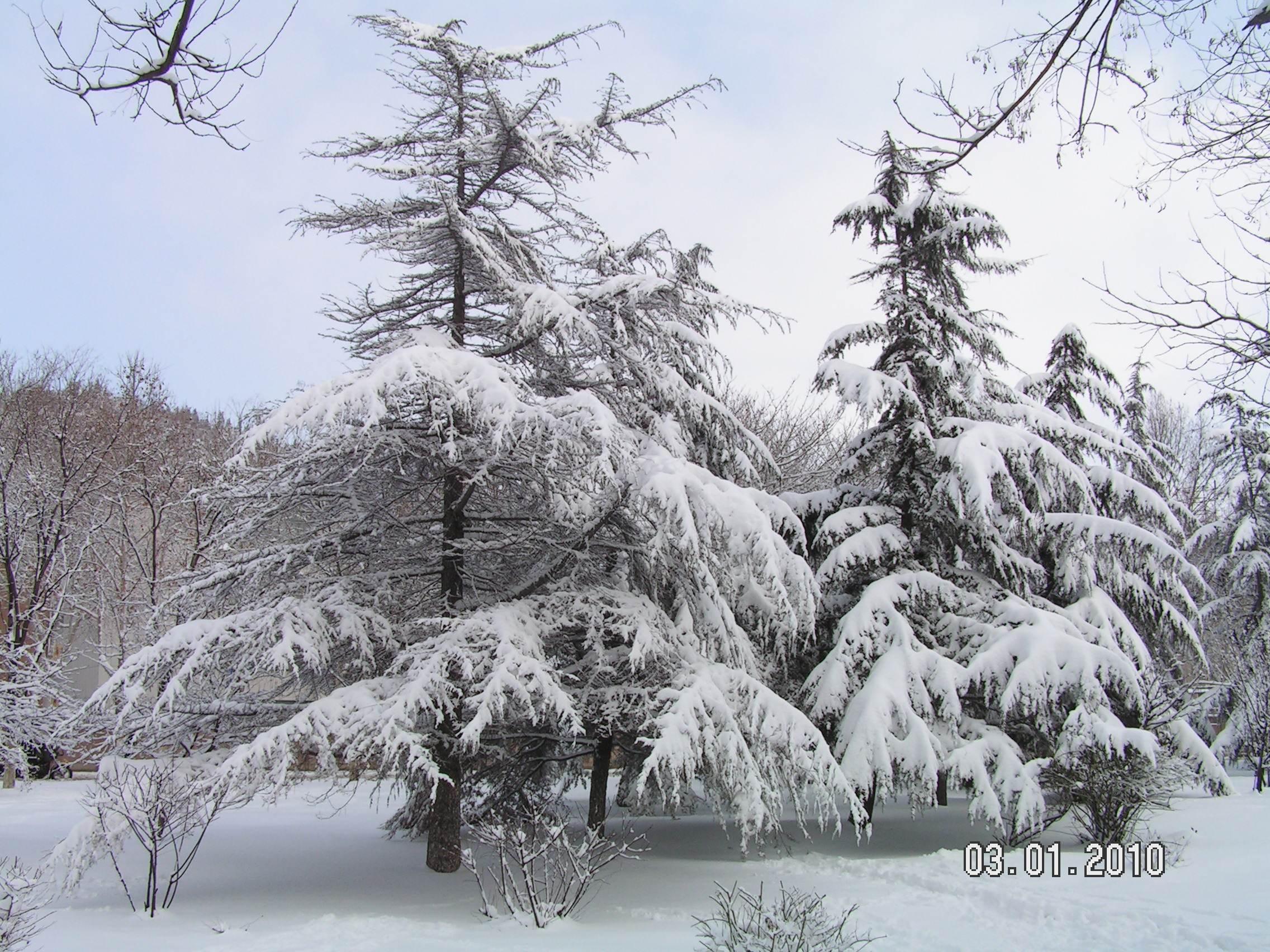 大雪压青松青松挺且直什么意思？青松全诗和象征意义是什么？