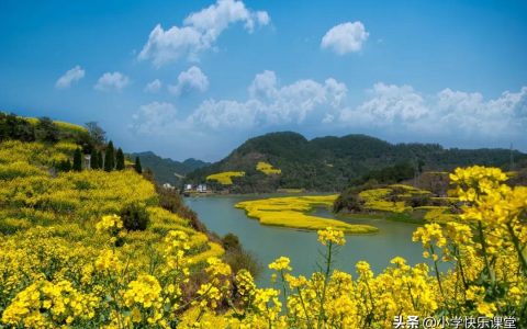 油菜花的作文300字5篇（小学优秀范文）